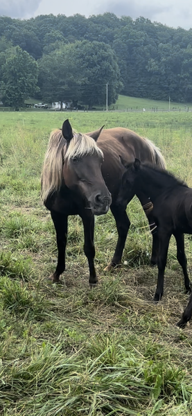 Solid Black Beautiful Weanling Filly 