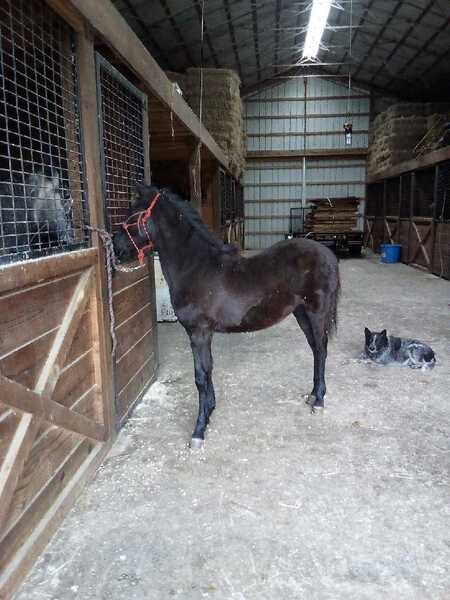 Solid Black Beautiful Weanling Filly 