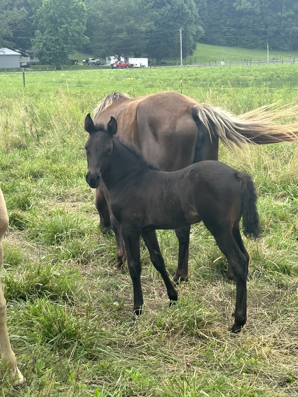 Solid Black Beautiful Weanling Filly 