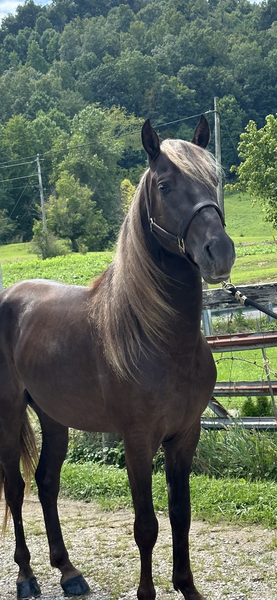 Stunning Chocolate 3 Year Old Colt 