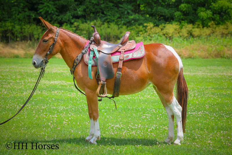 Horses for Sale |