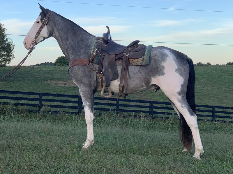 Stunning Unique Trail Horse 