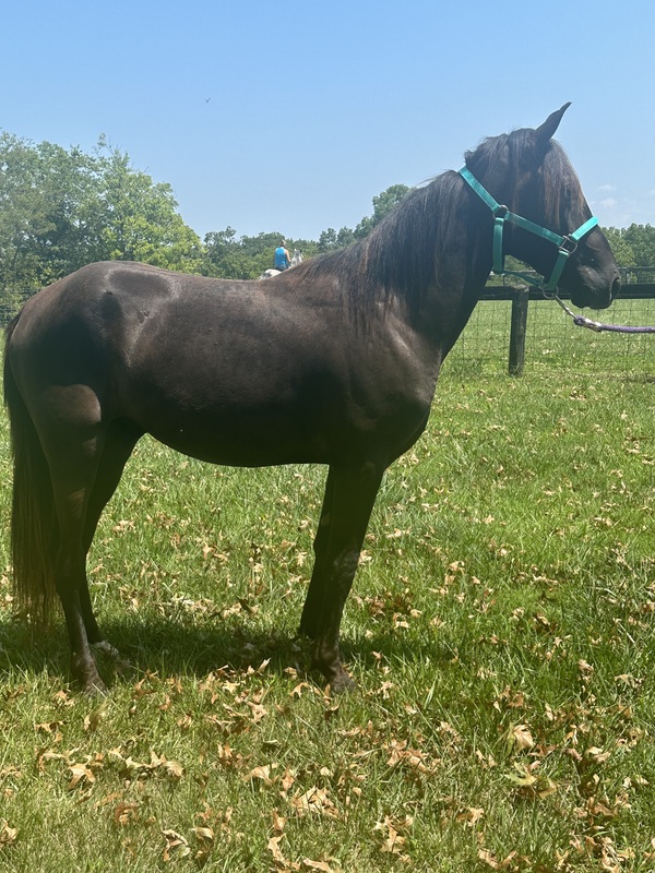 Beautiful Black 2 Yr Old Colt 