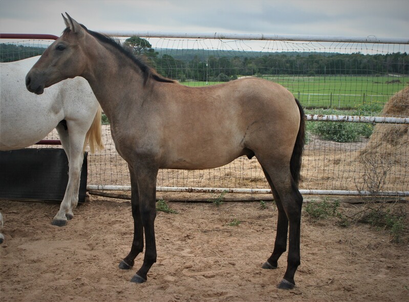 Grey Horses for Sale