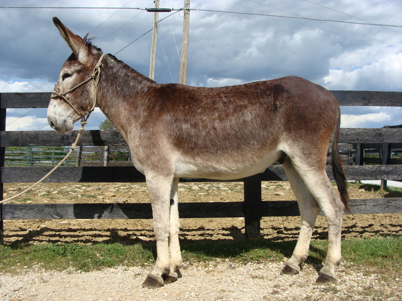 GENTLE MAMMOTH DONKEY, BEEN RIDDEN, GENTLE AND EASY TO HANDLE For Sale in Fleming, Kentucky