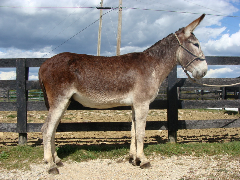 GENTLE MAMMOTH DONKEY, BEEN RIDDEN, GENTLE AND EASY TO HANDLE For Sale