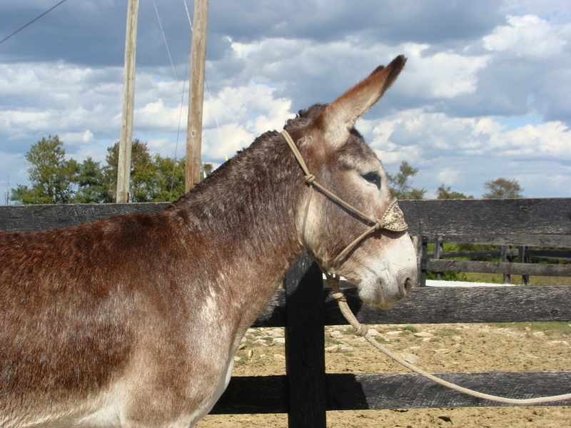 GENTLE MAMMOTH DONKEY, BEEN RIDDEN, GENTLE AND EASY TO HANDLE For Sale