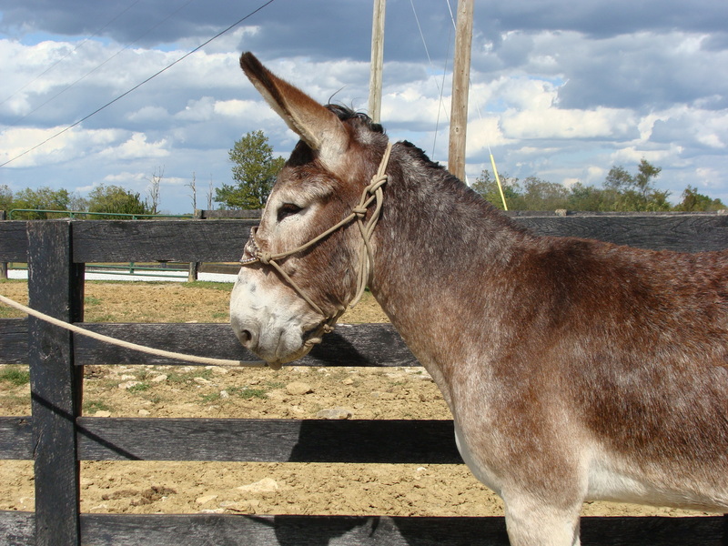 GENTLE MAMMOTH DONKEY, BEEN RIDDEN, GENTLE AND EASY TO HANDLE For Sale