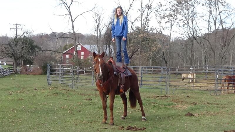 Bombproof Family Trail horse