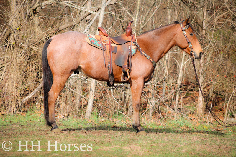 Bay Roan Horses for Sale |