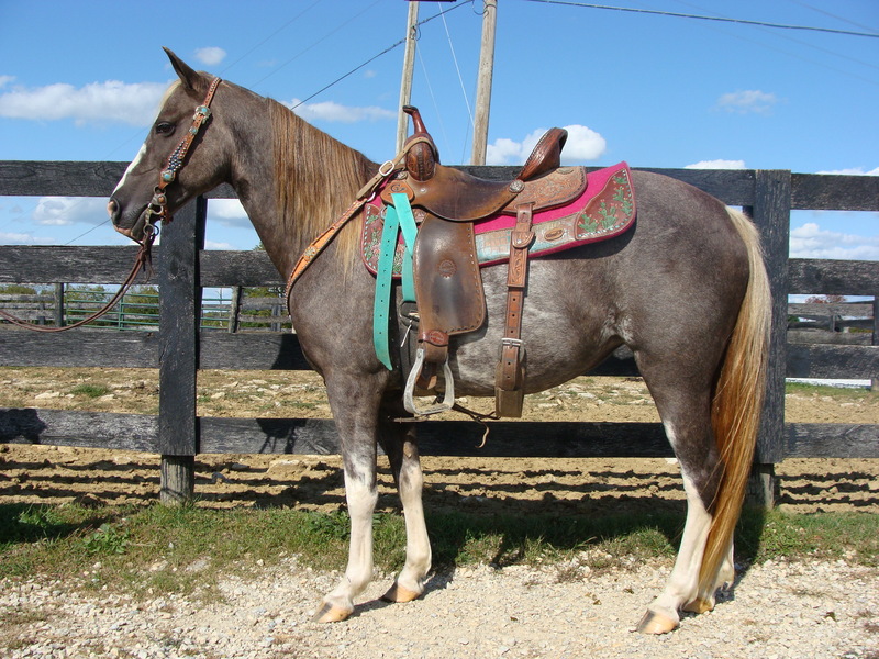 YOUTH RIDDEN CHOCOLATE Rocky Mountain QUARTER HORSE MARE, GENTLE