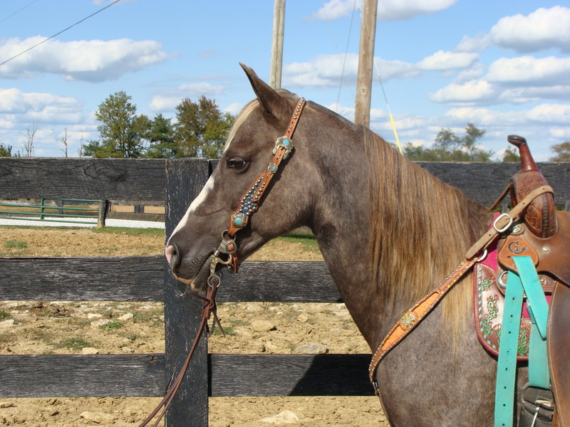 YOUTH RIDDEN CHOCOLATE Rocky Mountain QUARTER HORSE MARE, GENTLE