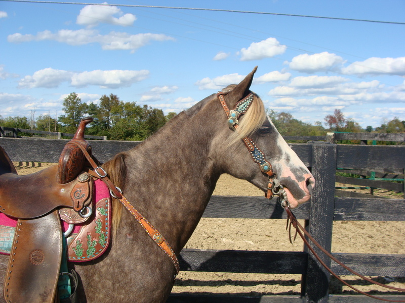 YOUTH RIDDEN CHOCOLATE Rocky Mountain QUARTER HORSE MARE, GENTLE