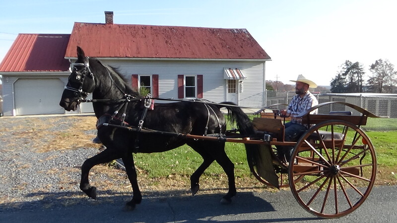 All Around Fancy Freisen rides/drives 