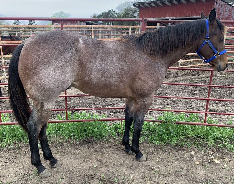 Gorgeous Bay Roan Stallion/Performance prospect | HorseClicks