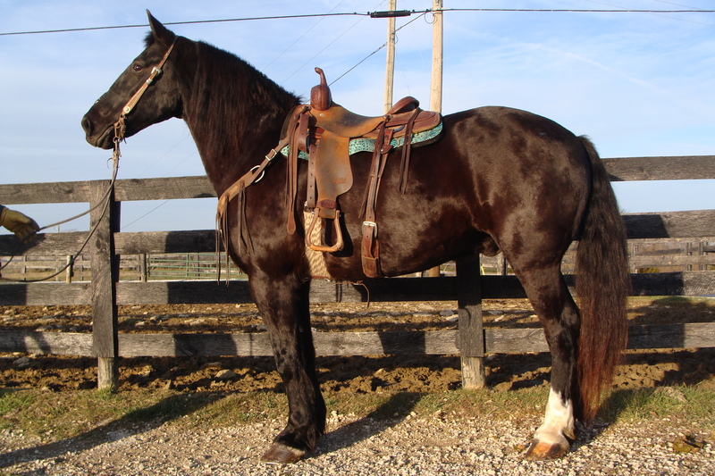 BEGINNER SAFE PERCHERON STANDARDBRED CROSS GELDING, ANYONE CAN RIDE OR