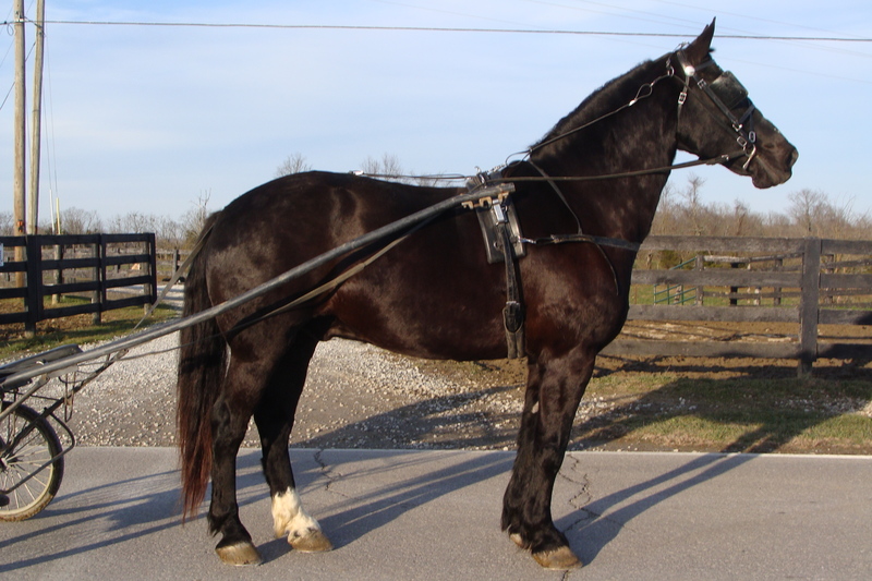 BEGINNER SAFE PERCHERON STANDARDBRED CROSS GELDING, ANYONE CAN RIDE OR