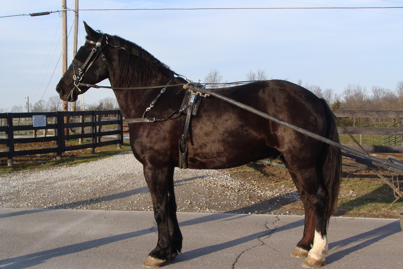 BEGINNER SAFE PERCHERON STANDARDBRED CROSS GELDING, ANYONE CAN RIDE OR
