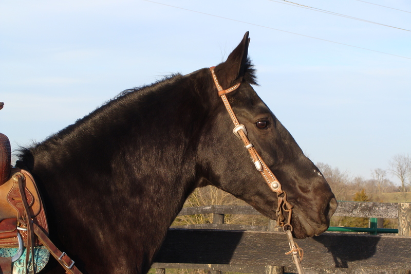 BEGINNER SAFE PERCHERON STANDARDBRED CROSS GELDING, ANYONE CAN RIDE OR