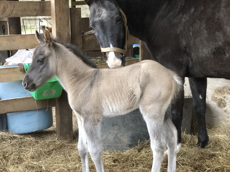 Grulla colt,  Homo, Cutting bred