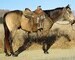10 YEAR OLD 15.1 HAND BUCKSKIN **VIDEO**