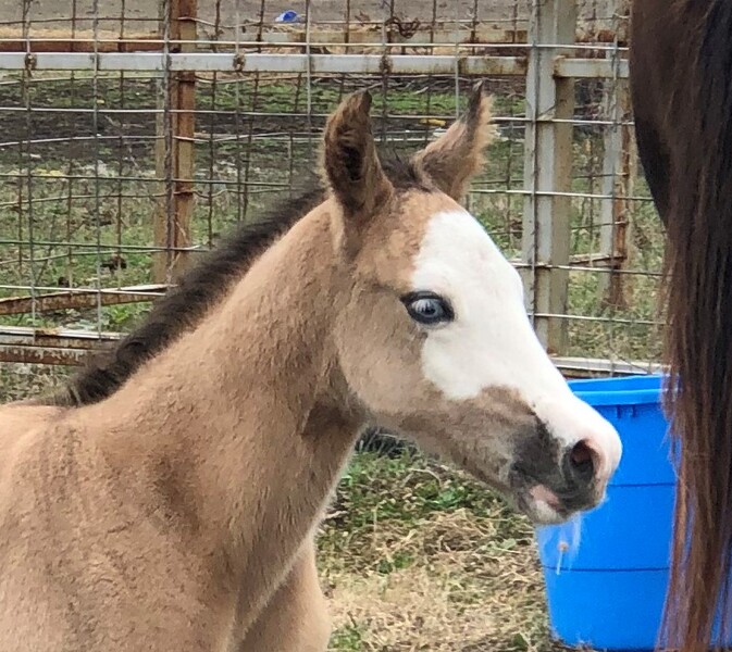 Rare Solid Grulla colt,  Splash face.