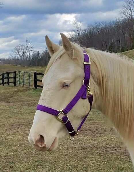 Well Bred Cremello Colt 
