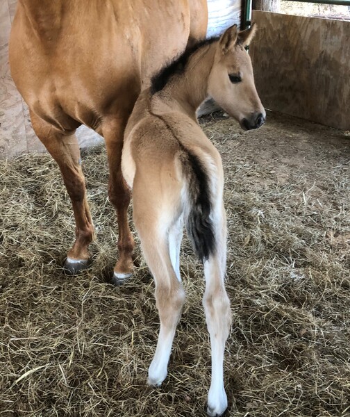 Dun Colt out of GD of Peptoboonsmal