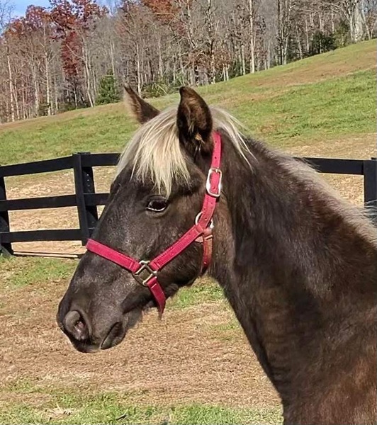 Beautiful Well Bred Chocolate Colt 