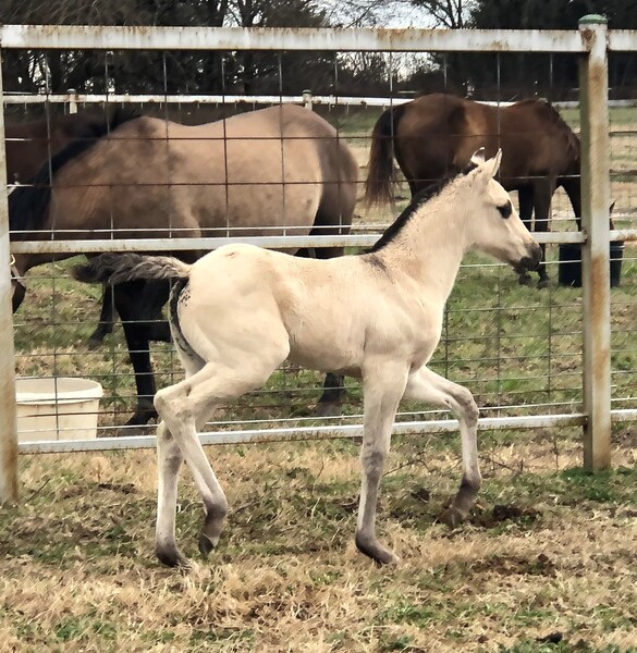 Buckskin Dun filly, nice markings