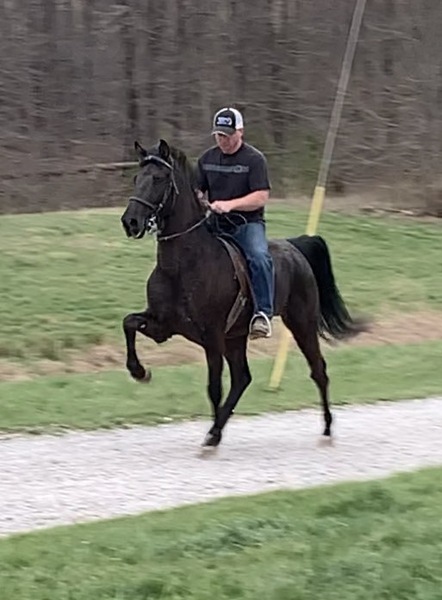 Flashy Smooth Gaited Multi Talented Gelding 