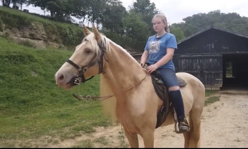 Stunning Seasoned Breeding Stallion