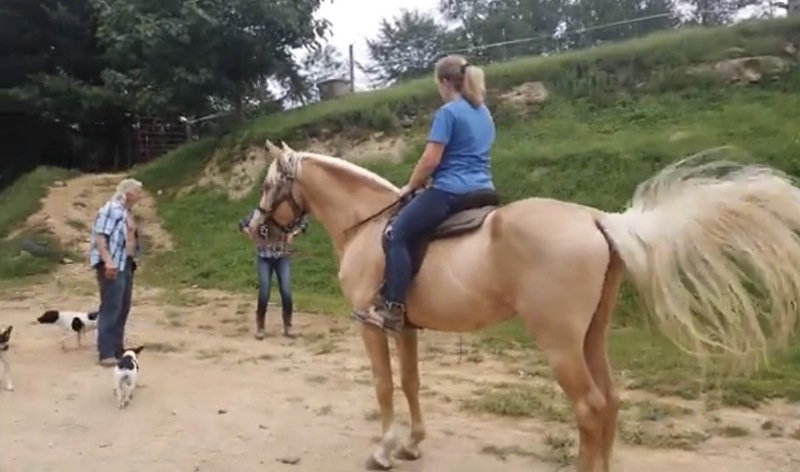 Stunning Seasoned Breeding Stallion