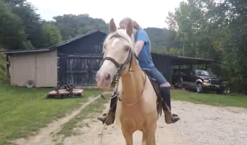 Stunning Seasoned Breeding Stallion