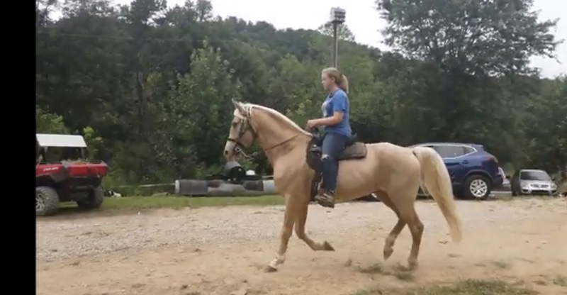 Stunning Seasoned Breeding Stallion