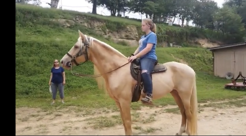 Stunning Seasoned Breeding Stallion