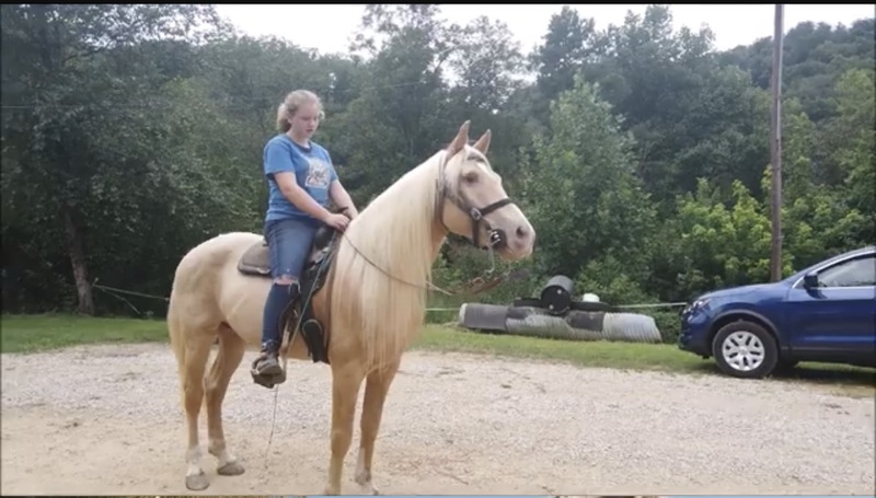 Stunning Seasoned Breeding Stallion