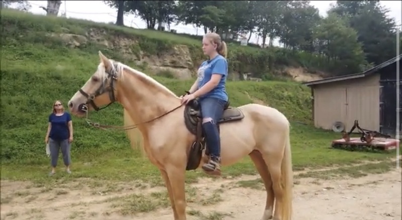 Stunning Seasoned Breeding Stallion