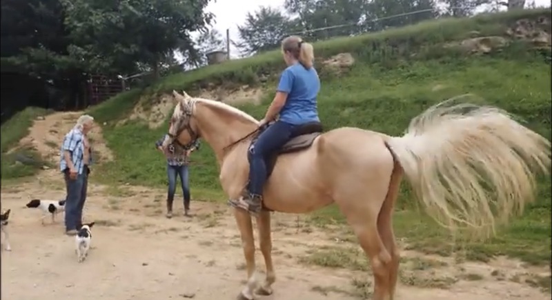 Stunning Seasoned Breeding Stallion
