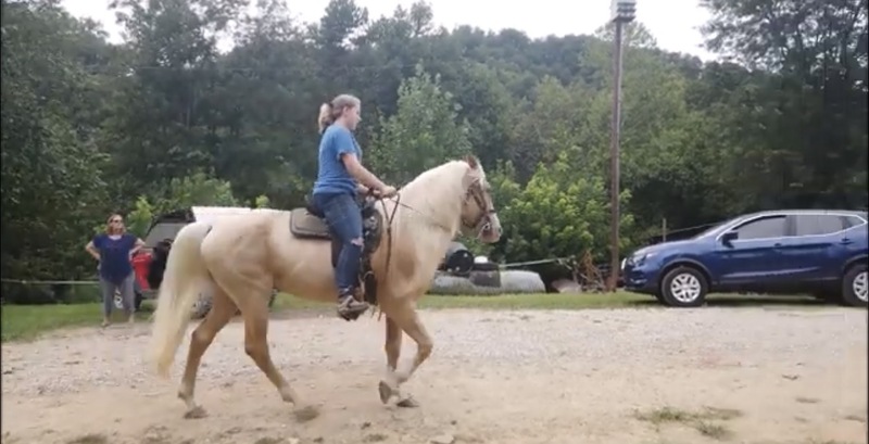 Stunning Seasoned Breeding Stallion