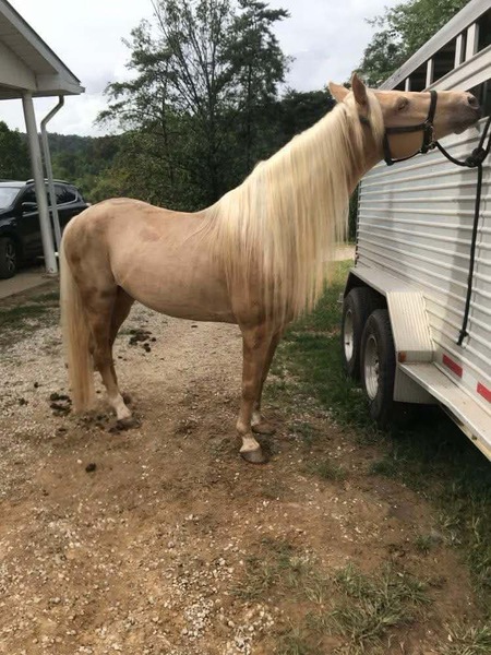 Stunning Seasoned Breeding Stallion