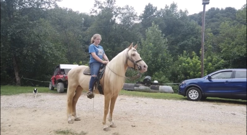 Stunning Seasoned Breeding Stallion 