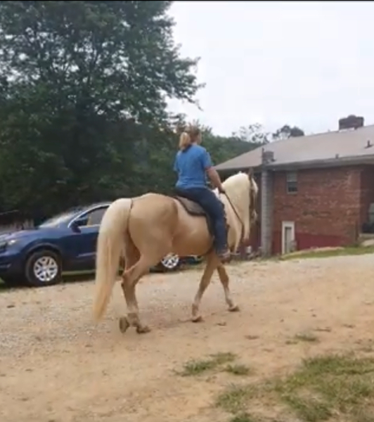 Stunning Seasoned Breeding Stallion