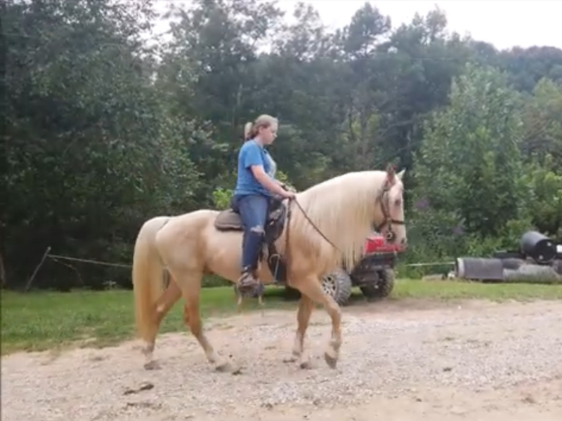 Stunning Seasoned Breeding Stallion