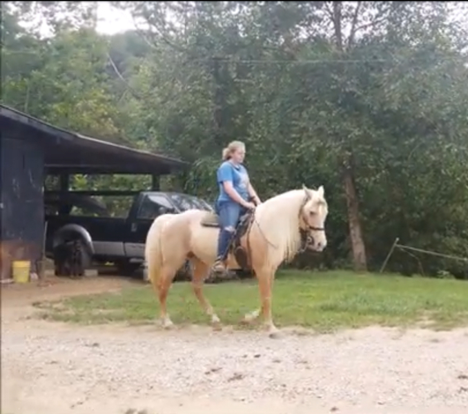 Stunning Seasoned Breeding Stallion
