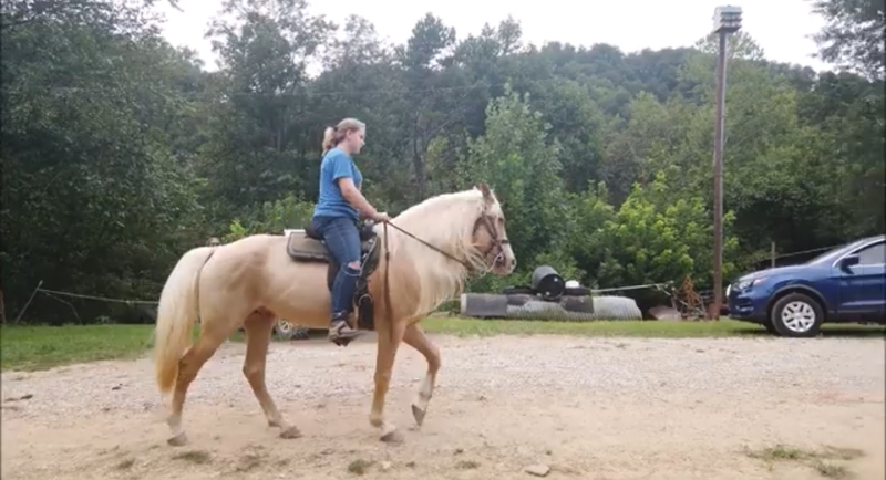 Stunning Seasoned Breeding Stallion