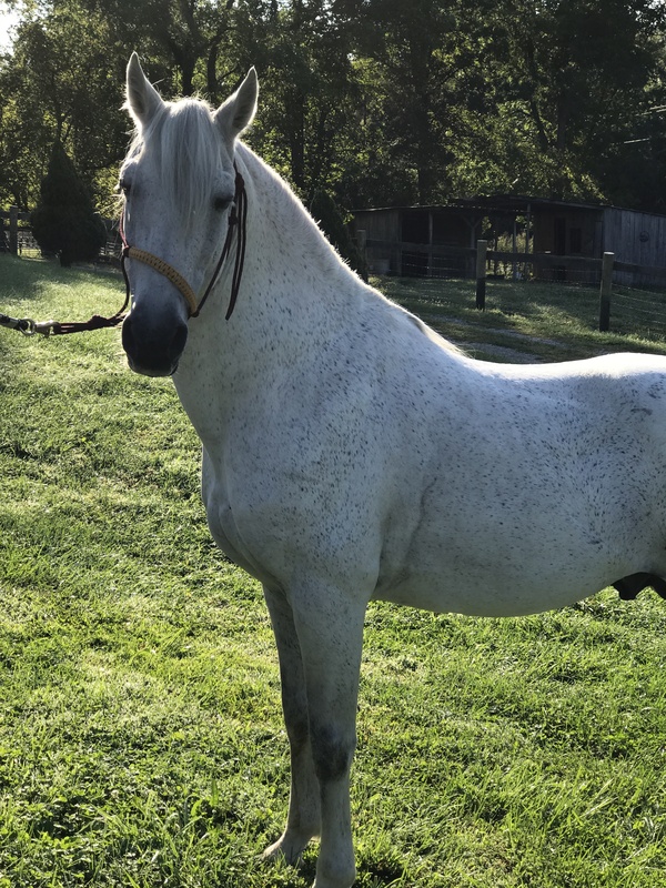 Rocky Mountain Horses for Sale KY Trail Horse Finders, Mount sterling