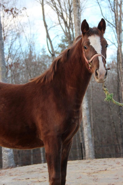 Gorgeous Racking Horse Weanling 
