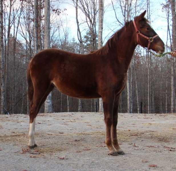 Gorgeous Racking Horse Yearling Filly 