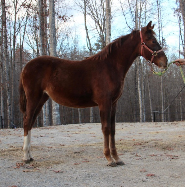 Gorgeous Racking Horse Yearling Filly 